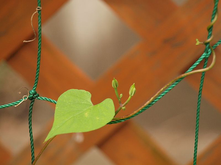 P62816300