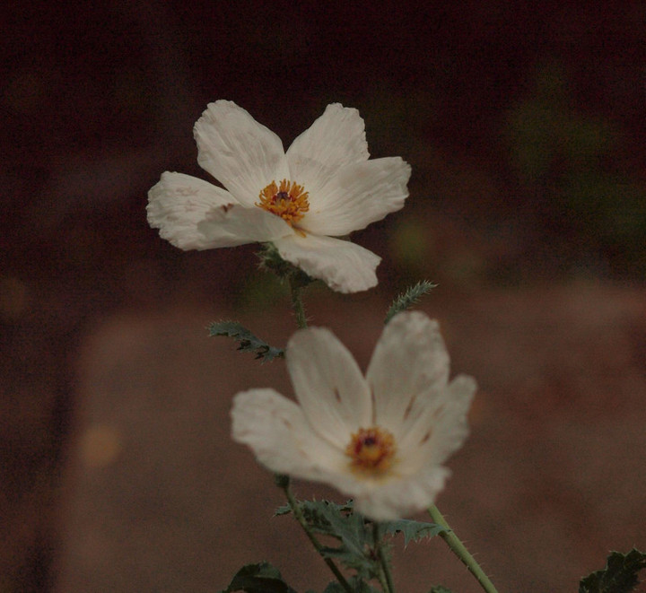P6281635