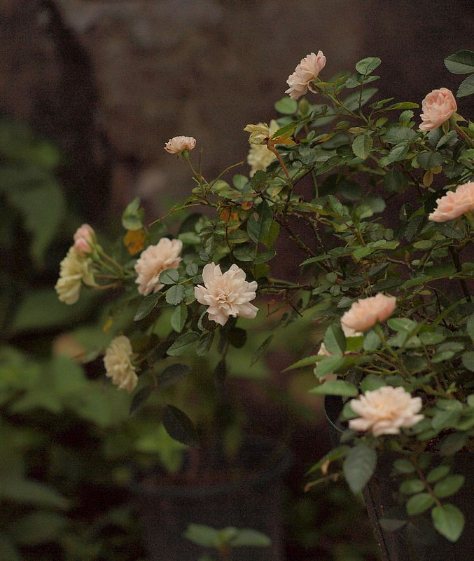 P6291643