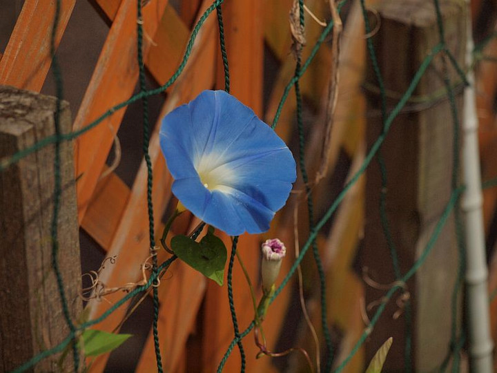 P6291655hebunnriburu