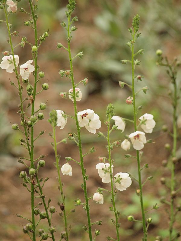 P6301694