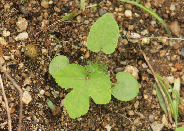 P7052219