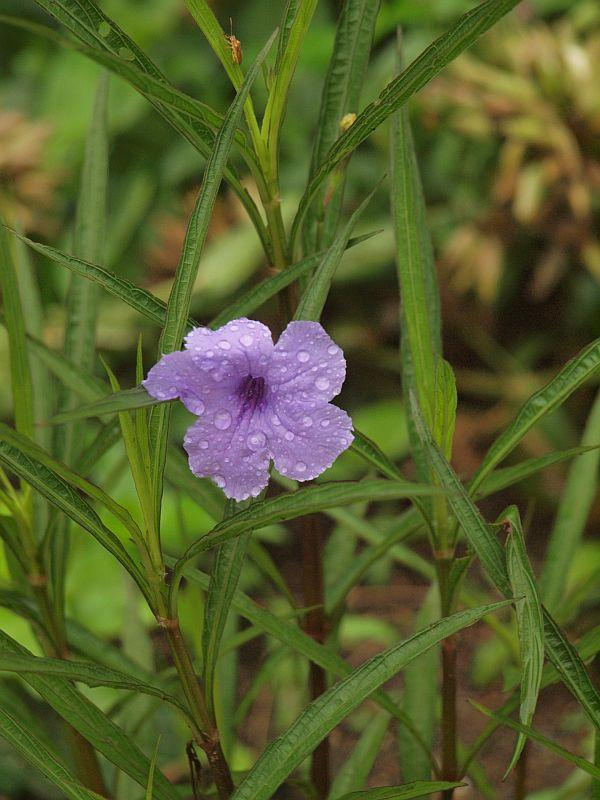 P7144727
