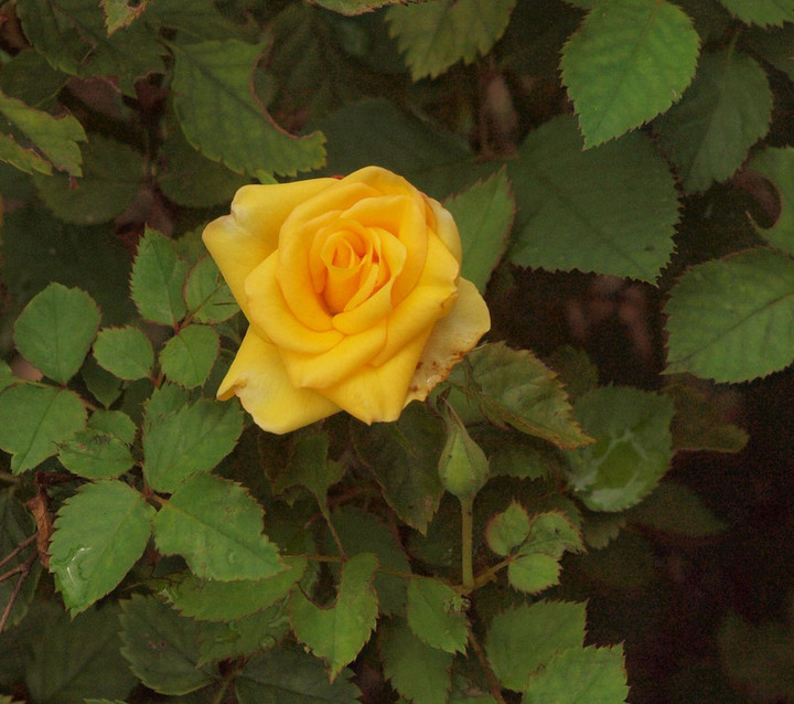 P7144790