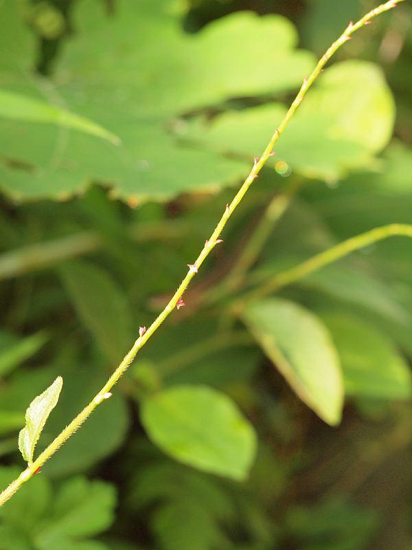 P7154813