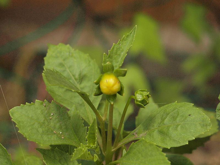 P7174967