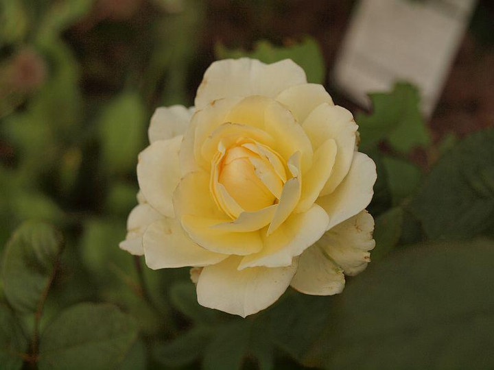 P7225615bara