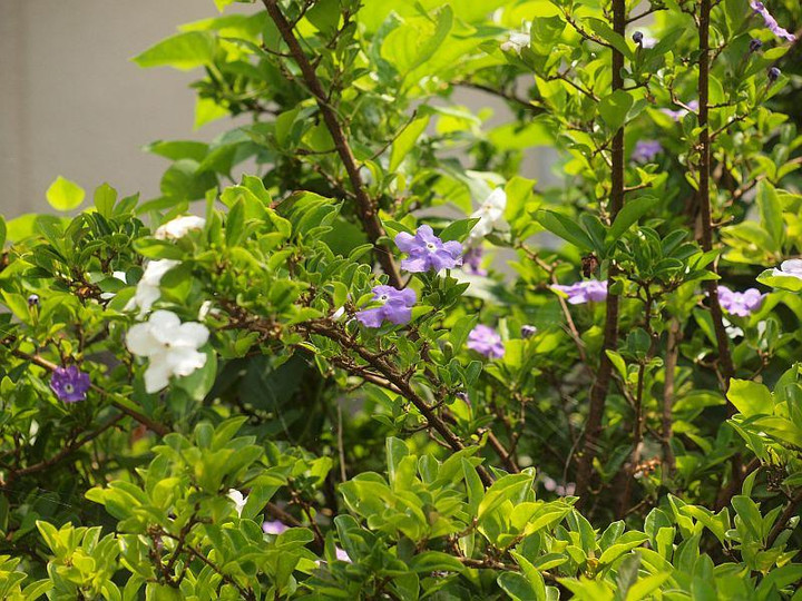 P7245664