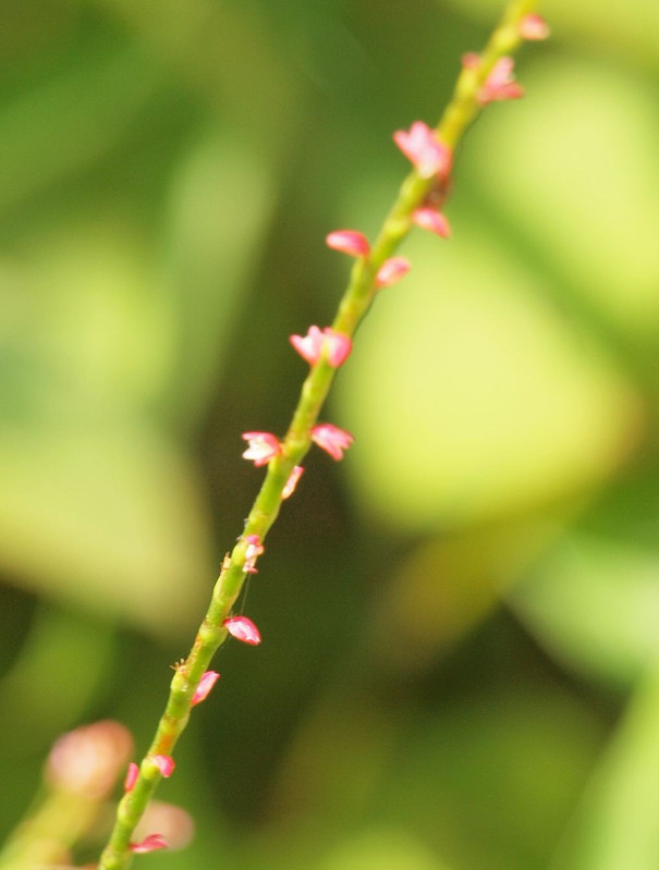 P7245676