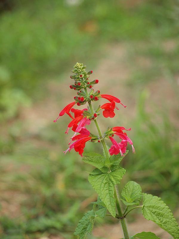 P7255687