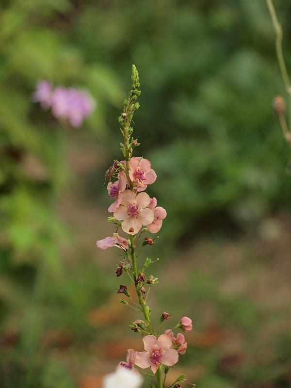 P7255688
