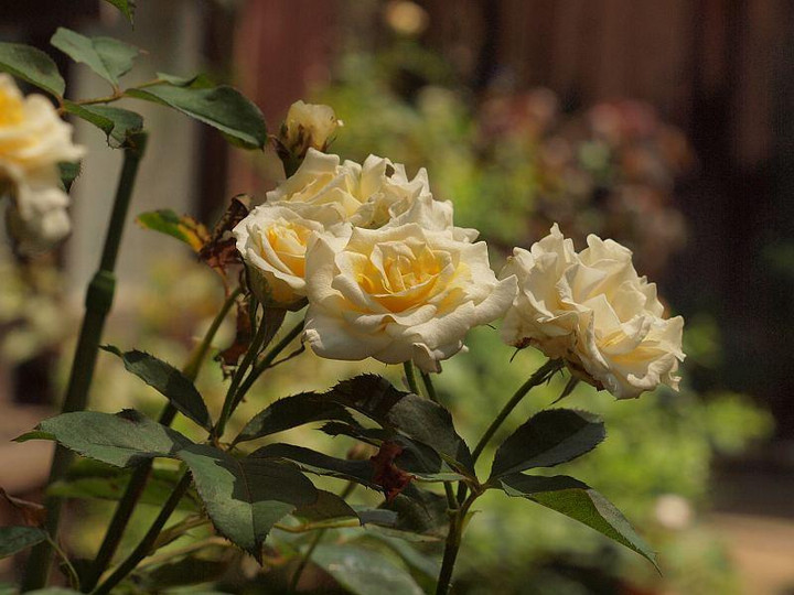 P7255695