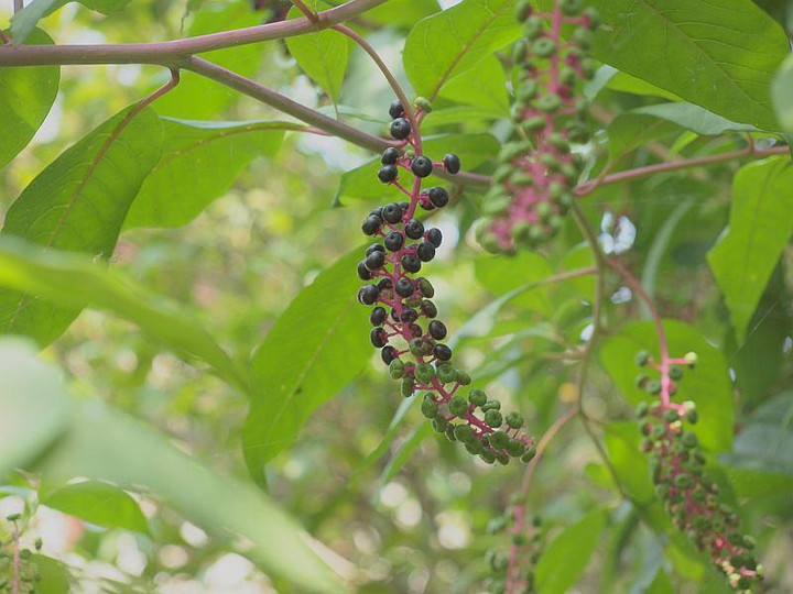 P7255705