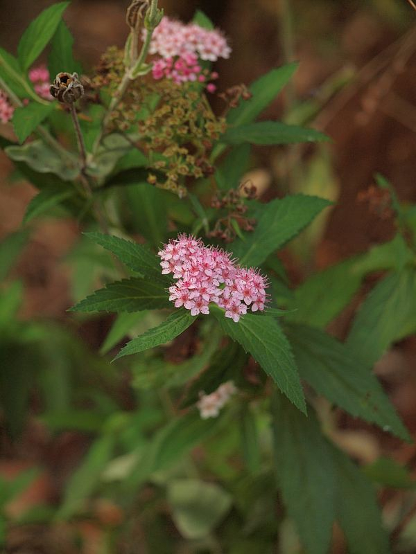 P7265728