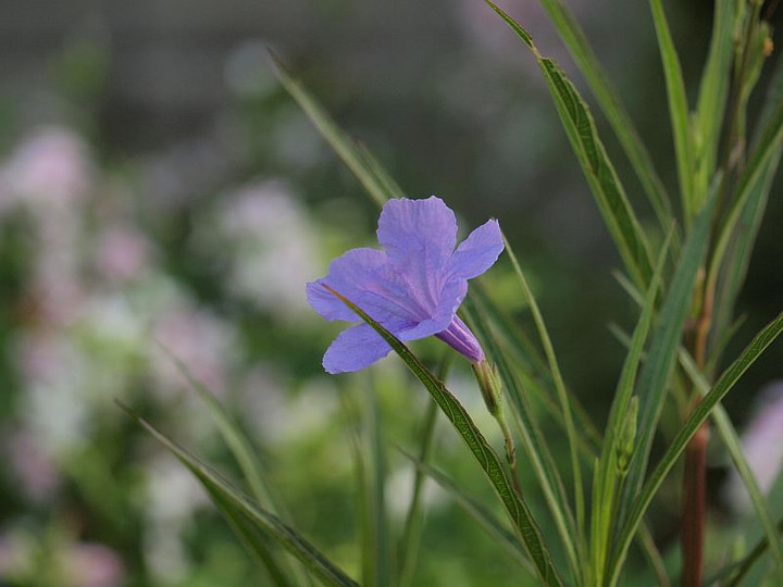 P7265734