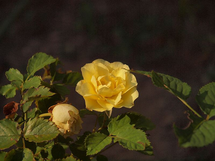 P7275763