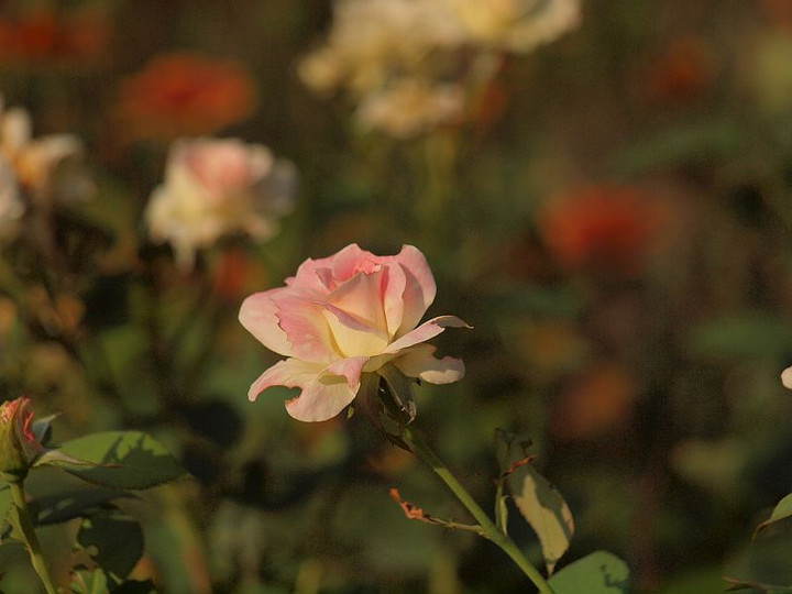 P7275770