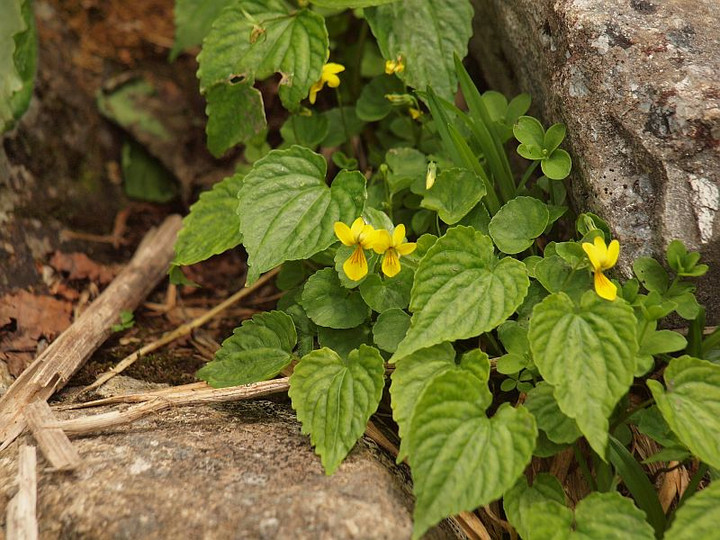 P7195265oobakisumireni