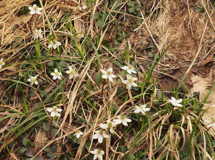 P7195268mitubanobaikaourenn