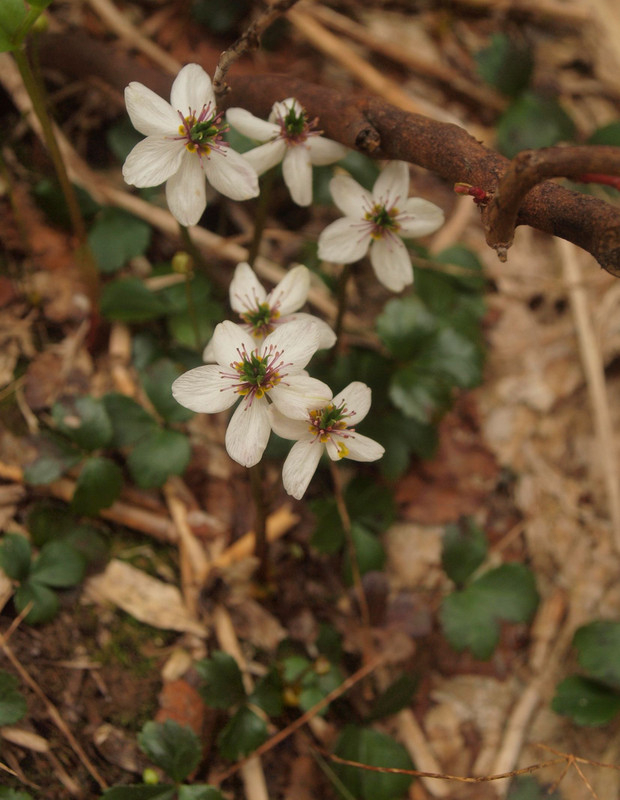 P7195274mitubanobaikaourenn_tate