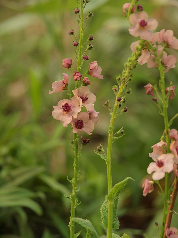 P7285795
