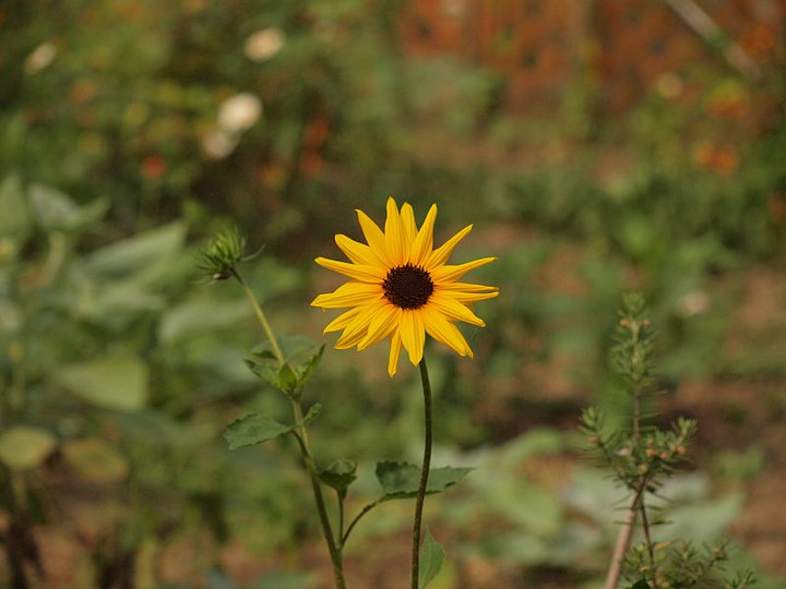 P7285807