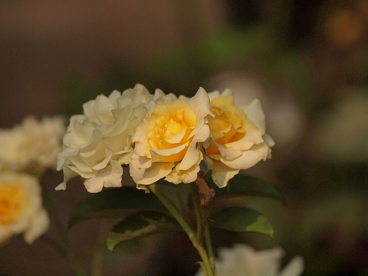 P7285815