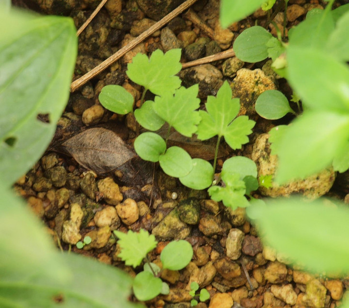 P7285816kazaguruma