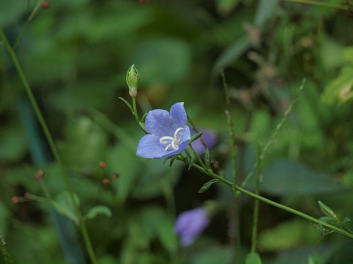 P7295821