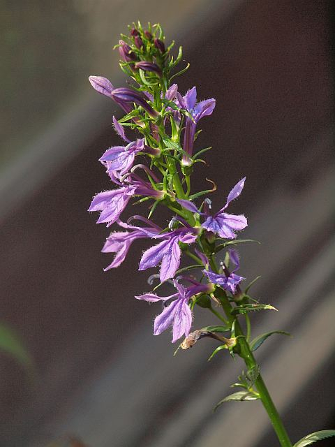 P8086120