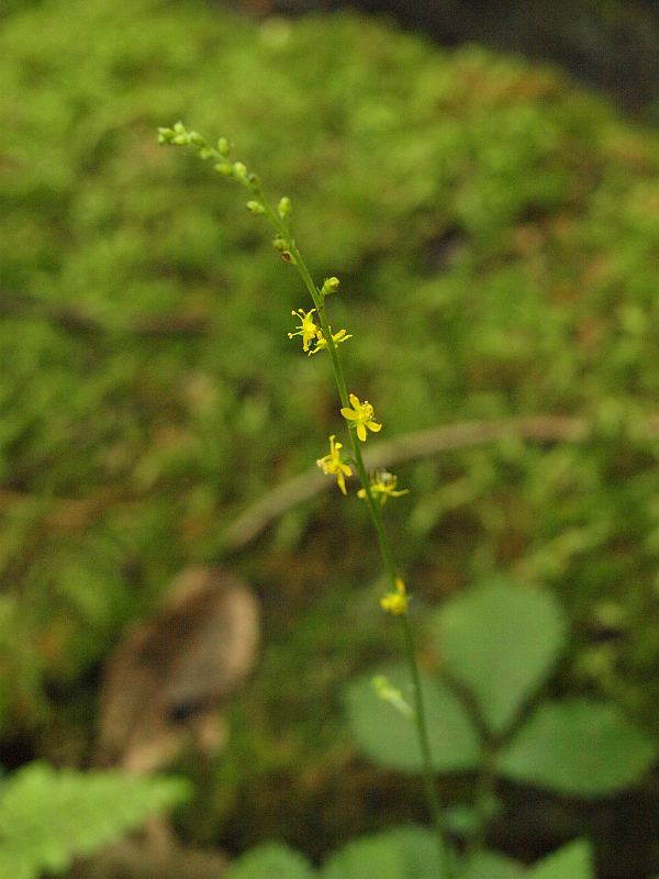 P8096190himekinnmizuhiki