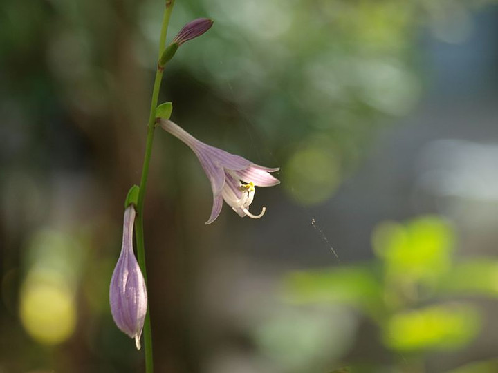 P8106634