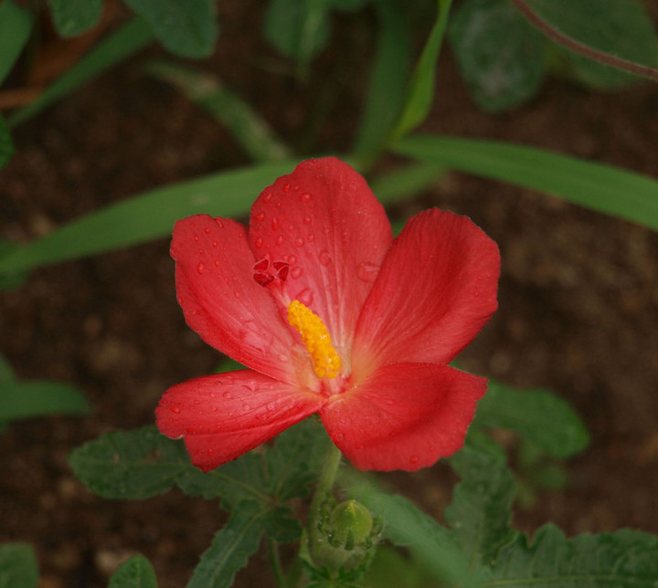 P8136675