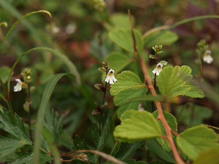 P8096441nayonayokogomegusa2