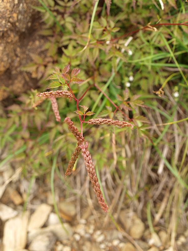 P8096445himeakaisisyouma