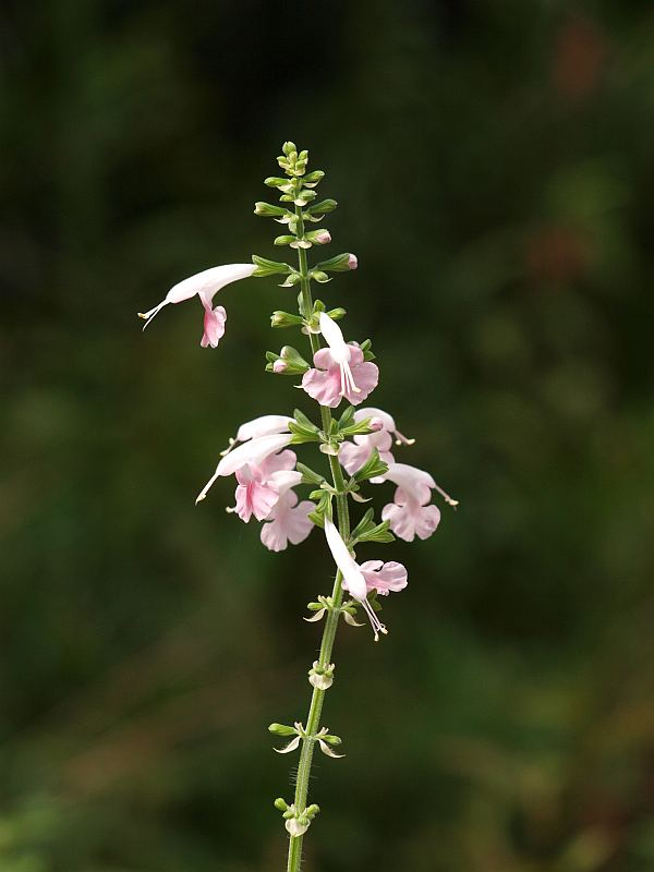 P8156767kokkinea