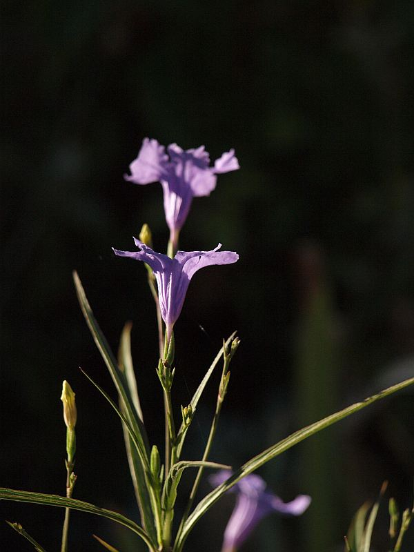 P8247017