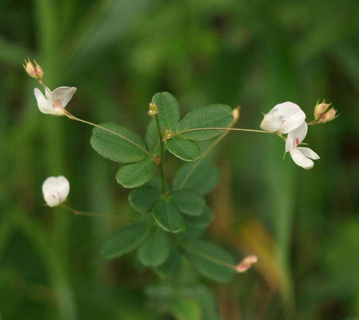 P8257215koutino_makiehagi