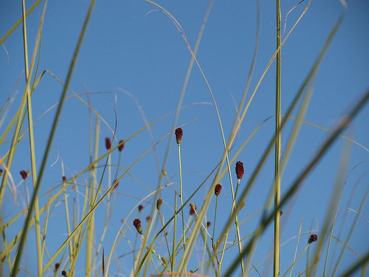 P8257228waremokou_yoko