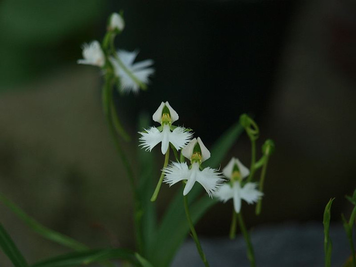 P8267266sagisou_2