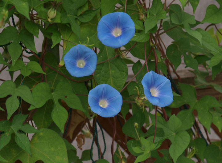 P9107514