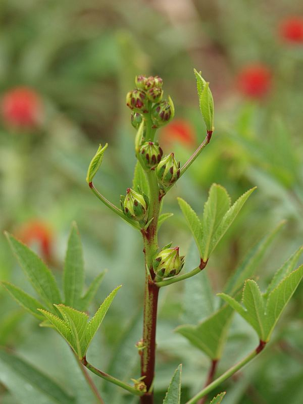 P9107523