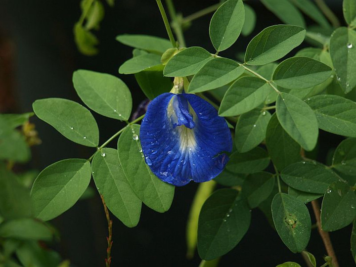 P9117550