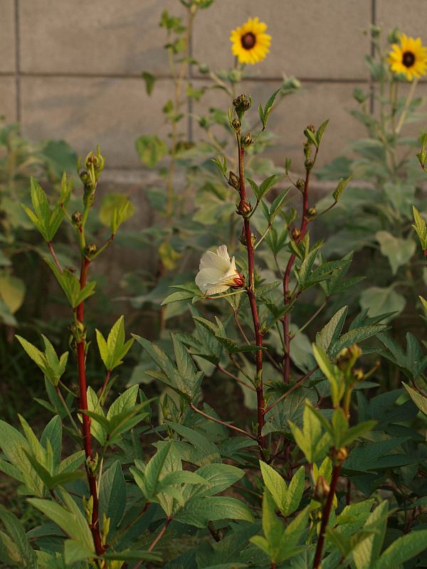 P9137593