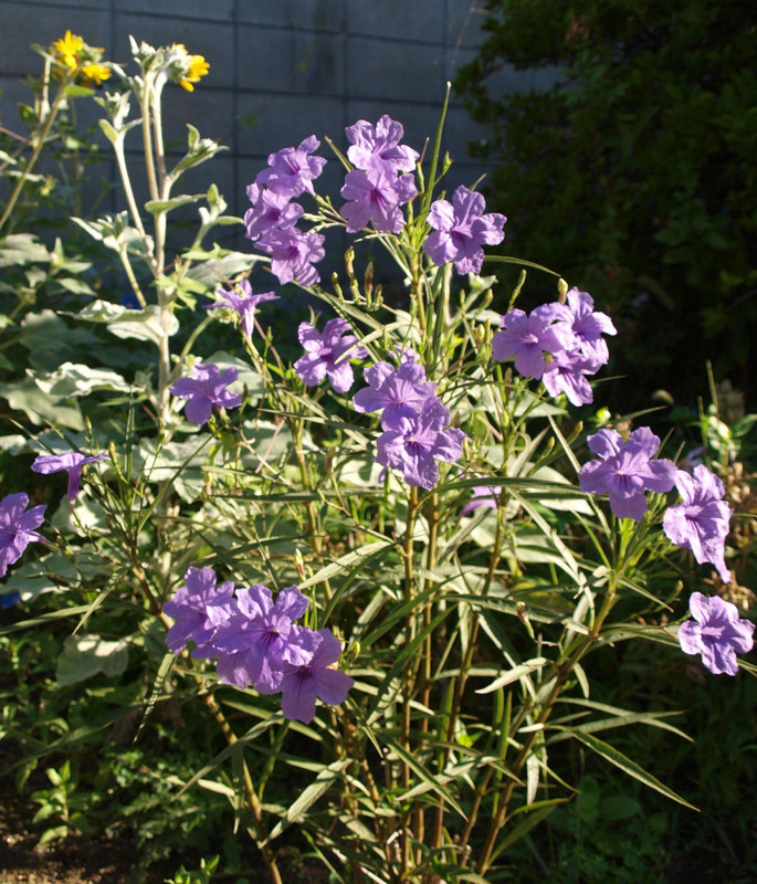P9157658