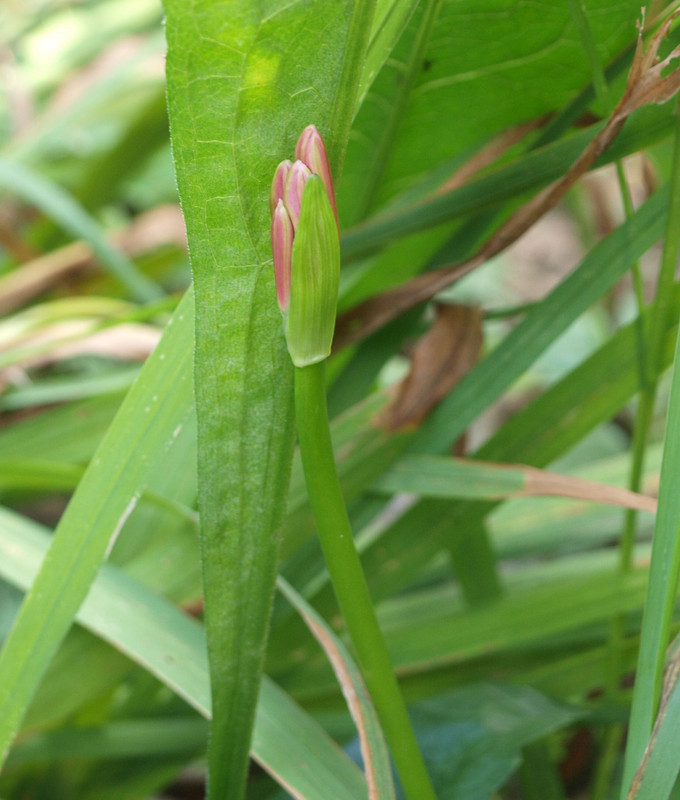 P9157684