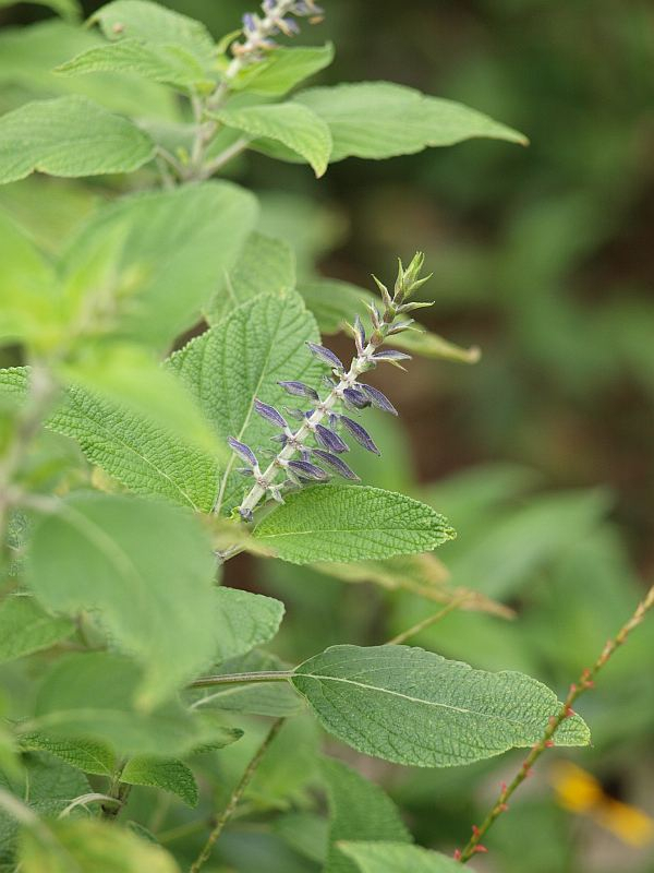 P9177757
