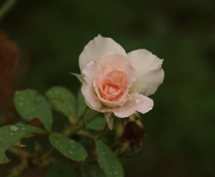 P9187785