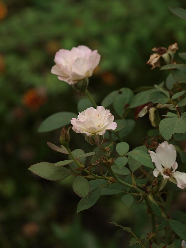 P9217985