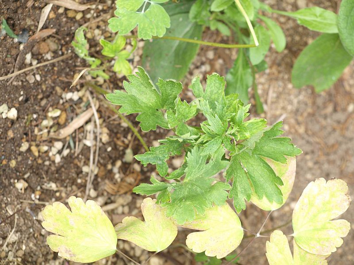 P9228029derufi